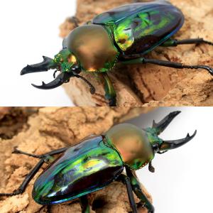 (昆虫)ニジイロクワガタ 青紋血統 クィーンズ...の詳細画像1