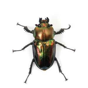(昆虫)ニジイロクワガタ 青紋血統 クィーンズ...の詳細画像5