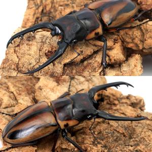 (昆虫)ファブリースノコギリクワガタ(亜種タカ...の詳細画像1