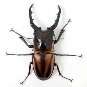 (昆虫)ファブリースノコギリクワガタ(亜種タカ...の詳細画像3