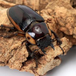 (昆虫)ファブリースノコギリクワガタ(亜種タカ...の詳細画像4