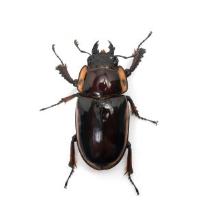 (昆虫)ファブリースノコギリクワガタ(亜種タカ...の詳細画像5