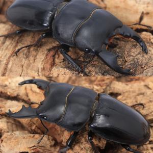 (昆虫)ユーリケファルスヒラタクワガタ 西ジャ...の詳細画像1