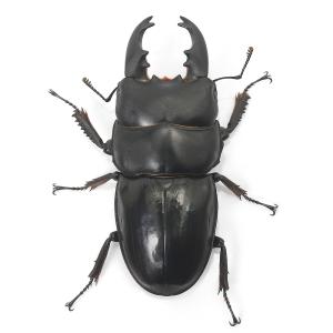 (昆虫)ユーリケファルスヒラタクワガタ 西ジャ...の詳細画像2