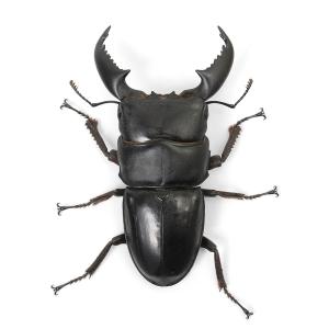 (昆虫)スマトラヒラタクワガタ スマトラ ベン...の詳細画像1