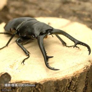 （昆虫）ダイスケギラファノコギリクワガタ　フィリピン　ネグロス島　カンラオン産　幼虫（初〜２令）ＷＦ４（１匹）　北海道・九州航空便要保温