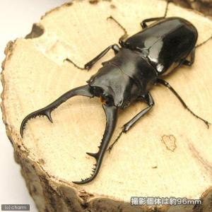 (昆虫)ダイスケギラファノコギリクワガタ フィ...の詳細画像1