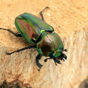 (昆虫)ニジイロクワガタ クィーンズランド産 ...の詳細画像2