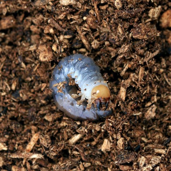 （昆虫）ゼブラノコギリクワガタ　フィリピン ルソン島産　ＣＢＦ６　（初〜２令）（１匹）　北海道・九州...