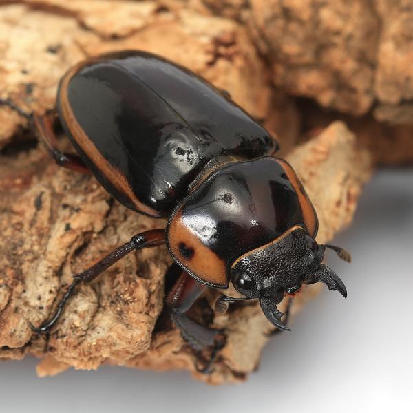 （昆虫）（メス単品）ファブリースノコギリクワガタ（亜種タカクワイ）タリアブ島産　サイズフリー（１匹）