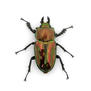 (昆虫)(メス単品)ニジイロクワガタ 青紋血統...の詳細画像1