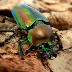 (昆虫)(メス単品)ニジイロクワガタ 青紋血統...の詳細画像2