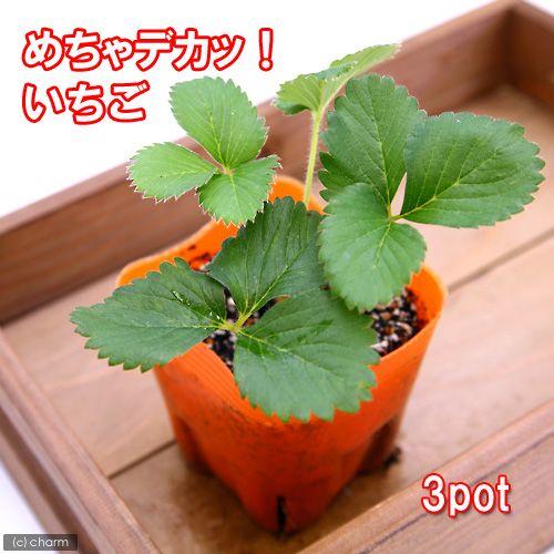 （観葉植物）デルモンテ　野菜苗　イチゴ　めちゃデカッ！いちご（四季成り）　３号（３ポット）　家庭菜園...