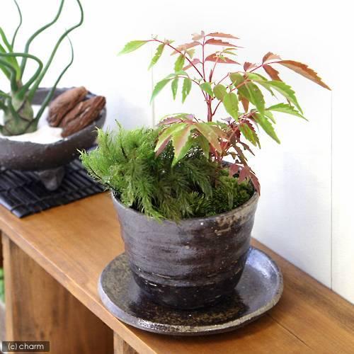 （山野草）盆栽　苔２種とハゼノキ　益子焼鉢植え　穴有益子焼植木鉢（炭化）（１鉢）（休眠状態）