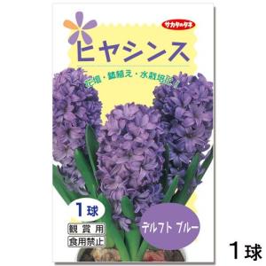 《終売》（観葉植物）ヒヤシンス球根（水栽培向き）　青色（デルフトブルー）（１球）　サカタのタネ