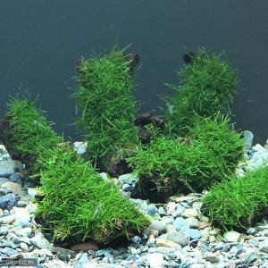 水草）置くだけ簡単レイアウトセット アヌビアスナナ ゴールデン＋巻き