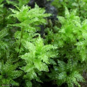 （観葉植物）テラリウム　苔　ムツデチョウチンゴケ（無農薬）（５本）