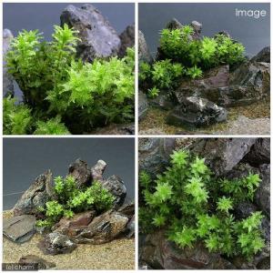 (観葉植物)テラリウム 苔 ムツデチョウチンゴ...の詳細画像1