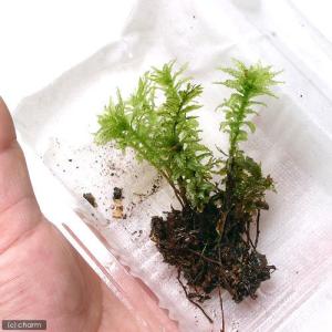 (観葉植物)テラリウム 苔 ムツデチョウチンゴ...の詳細画像2