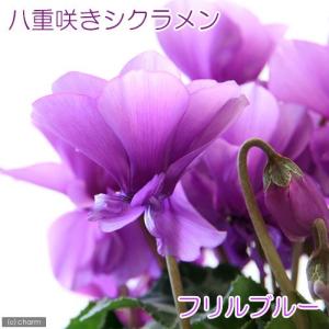 《終売》（観葉植物）鉢花ギフト　ブルーシクラメン　セレナーディア　フリルブルー　５号（１鉢）