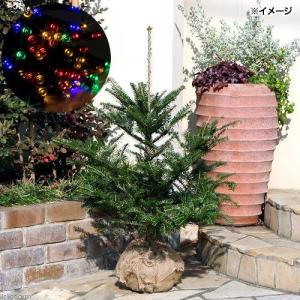 クリスマスツリー モミの木 本物の商品一覧 通販 Yahoo ショッピング