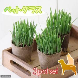 （観葉植物）ペットグラス　猫草　ネコちゃんの草　燕麦　直径８ｃｍＥＣＯポット植え（無農薬）（３ポットセット）