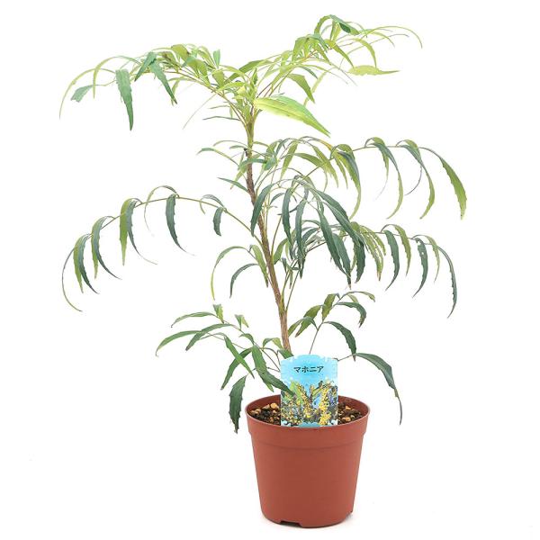 （観葉植物）マホニア　コンフューサー（細葉ヒイラギナンテン）　４．５号（１鉢）（休眠状態）