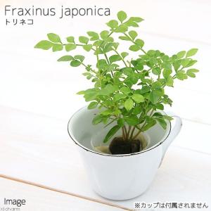 （観葉植物）ミニ観葉　オアシス苗　トネリコ（１苗）