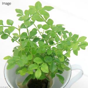 (観葉植物)ミニ観葉 オアシス苗 トネリコ(1苗)の詳細画像1