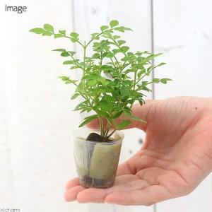 (観葉植物)ミニ観葉 オアシス苗 トネリコ(1苗)の詳細画像2