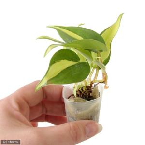 (観葉植物)ミニ観葉 オアシス苗 オキシカラジ...の詳細画像1