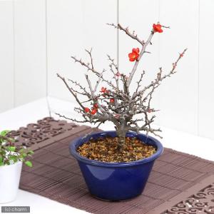 2025年10月】ボケ 盆栽のおすすめ人気ランキング - Yahoo