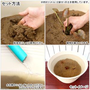 培養土 スイレンとハスの土 3リットル(水生植...の詳細画像2