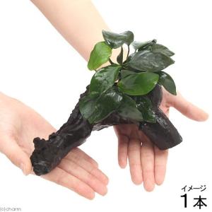 チャーム（charm） （水草）アヌビアス バルテリー ブロードホワイト