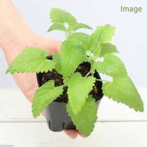《終売》（観葉植物）猫草　キャットニップ　ニャンコ大好きハーブ　３号（１ポット）（無農薬）　家庭菜園