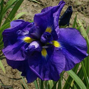 (ビオトープ)水生植物 花菖蒲 ブルーポンポン ...の商品画像