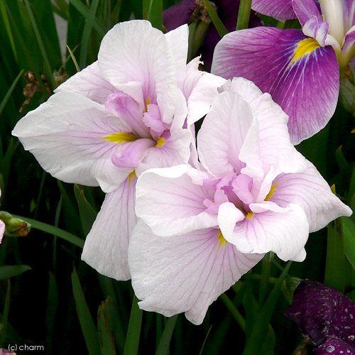 （ビオトープ）水生植物　花菖蒲　姫街道（ヒメカイドウ）江戸系桃色六英花（１ポット）（休眠状態）