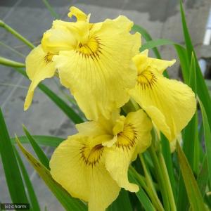 （ビオトープ）水生植物　花菖蒲　愛知の輝（アイチノカガヤキ）薄黄色三英花（１ポット）（休眠状態）