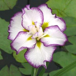 （ビオトープ）水生植物　花菖蒲　スティップルドリップルス　白地紫覆輪六英花（１ポット）（休眠状態）