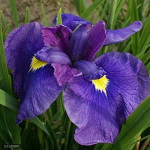 (ビオトープ)水辺植物 花菖蒲 初紫(ハツムラサ...の商品画像