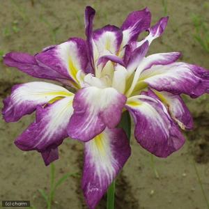 （ビオトープ）水生植物　花菖蒲　天女の冠（テンニョノカンムリ）　江戸系薄紅底白八重咲（１ポット）（休眠状態）