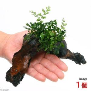 チャーム（charm） （水草）ミクロソリウム プテロプス ソードリーフ付