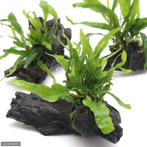 （水草）ミクロソリウム　プテロプス　ナロー付　流木　ＳＳサイズ（１本）（約１０ｃｍ）