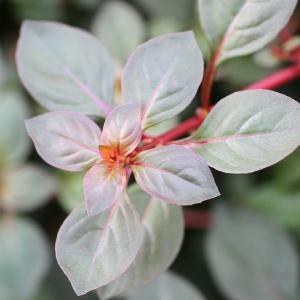 （水草）ルドウィジアｓｐ．スーパーレッド（水上葉）（無農薬）（３本）