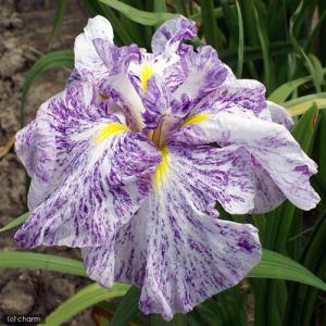 チャーム（charm） （ビオトープ）水生植物 花菖蒲 桃霞（モモガスミ