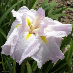 （ビオトープ）水生植物　花菖蒲　桜月夜（サクラヅキヨ）肥後系薄桃六英花（１ポット）（休眠状態）