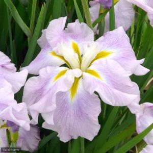 （ビオトープ）水生植物　花菖蒲　ピンクフロスト　薄桃色六英花（１ポット）（休眠状態）