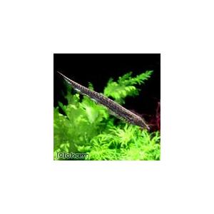 （熱帯魚）トランペット・ナイフフィッシュ（１匹）　北海道・九州航空便要保温