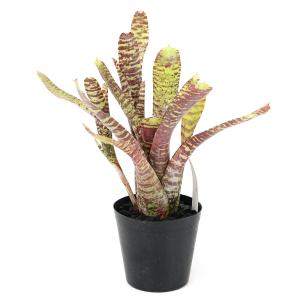 (観葉植物)ネオレゲリア ’タイガーカブ’(1...の詳細画像1