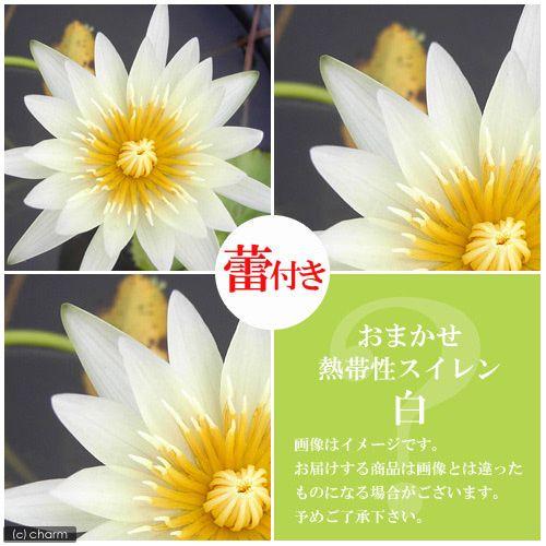 （ビオトープ）睡蓮　★蕾付き★　おまかせ熱帯性品種睡蓮（スイレン）　白系（１ポット）